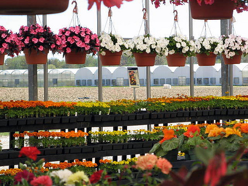 Looking through the greenhouse window to more greenhouses